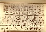 (37) Schreiber's Wandtafeln for instruction in Natural History; with specimens of the flora of Worcester County in the foreground by Clark University