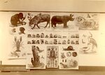 (41) Samples of various kinds of pictures for instruction in Natural History by Clark University