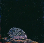 Hedgehog by Elli Crocker Ms.